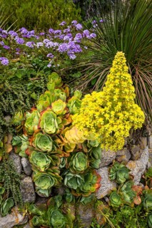 Garden of St Michaels Mount. Various succulents and other yellow and purple flowers. St Michael's