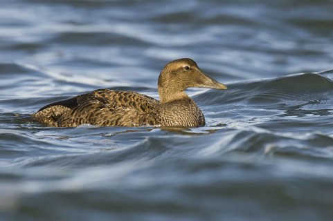 Common Eider (Somateria mollissima) female, New Jersey, USA