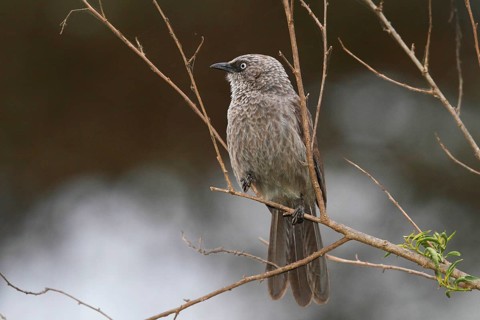 Black-lored Babbler (Turdoides sharpei), Lake Naivasha, Kenya