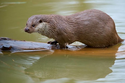 An otter stands on a tree trunk in the water, looking curiously into the distance, Otter (Lutra