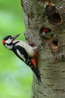 Great Spotted Woodpecker (Dendrocopos major) male at breeding cavity with chick, North