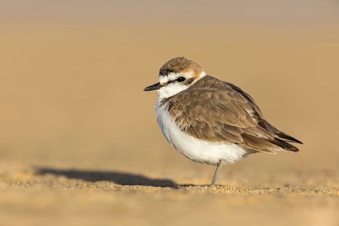 Kentish Plover (Charadrius alexandrinus) on beach, Fuerteventura, Spain