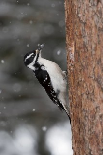 Hairy Woodpecker (Leuconotopicus villosus) female, Wyoming, USA