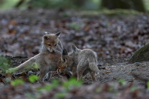 Playing red fox cubs (Vulpes vulpes) are always a refreshing sight, rearing cubs, animal cubs,