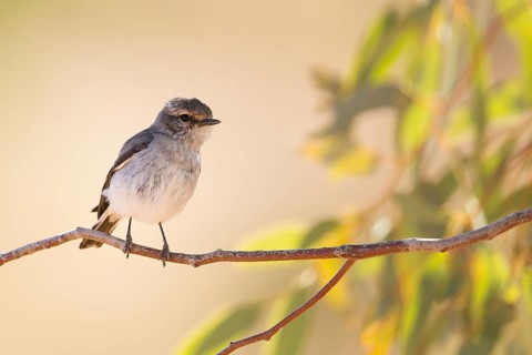 Hooded Robin (Melanodryas cucullata) female, Queensland, Australia