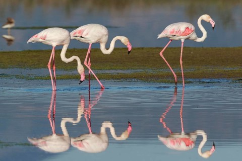 Greater Flamingo (Phoenicopterus roseus) group foraging in shallow water, Greece