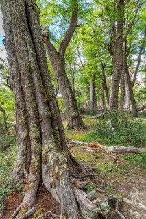 Forest of southern beeches (Nothofagus) on the banks of the Lasifahaj River, Tierra del Fuego
