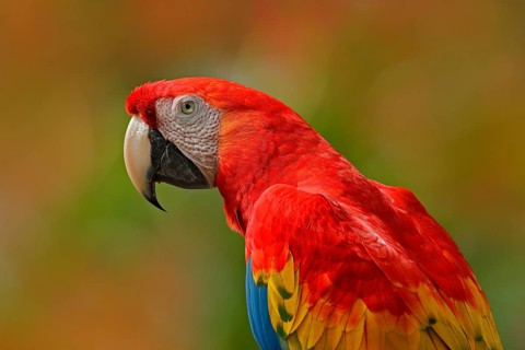 Big red parrot Scarlet Macaw, Ara macao, bird sitting on branch, Costa rica. Wildlife scene from