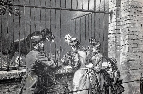 In the Berlin Zoological Garden, the zookeeper shows two ladies the offspring of the lions, 1896,