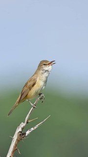 Great Reed Warbler (Acrocephalus arundinaceus), with open beak, singing, twittering, sitting on a