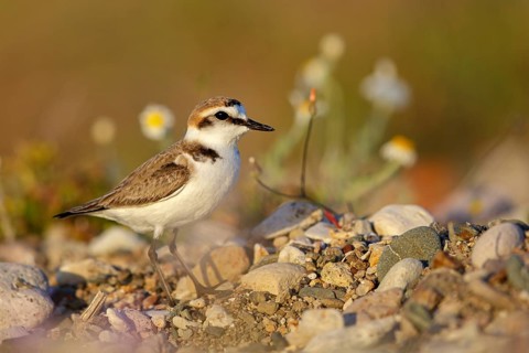 Animals, birds, plover, Kentish plover, (Charadrius alexandrinus), biotope, habitat, foraging,