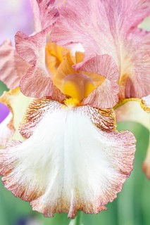 Beautiful multicolored iris flower bloom in the garden. Close up, fragility and summer concept