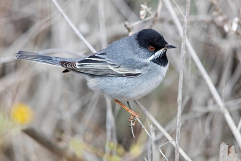 Masked warbler, Sylvia rueppelli, Sylvia ruppelli, Israel