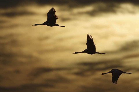 Common Crane (Grus grus) flying, Mecklenburg-Western Pomerania, Germany