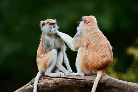 Western hussar monkey (Erythrocebus patas patas), male and female grooming each other, captive,
