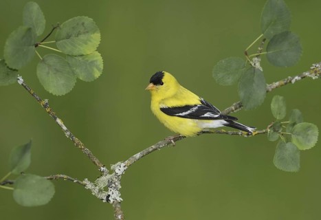 American Goldfinch (Spinus tristis) male, British Columbia, Canada