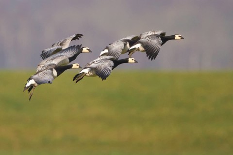 Barnacle Goose (Branta leucopsis) flying, Netherlands