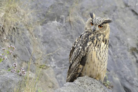 Eurasian Eagle-Owl (Bubo bubo), North Rhine-Westphalia, Germany
