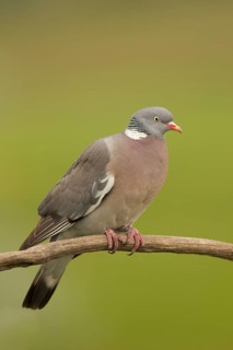 Common Wood Pigeon (Columba palumbus) perched on a branch, Serbia