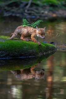 One young red fox, Vulpes vulpes, walking over a mossy rock in a shallow forest creek in late light