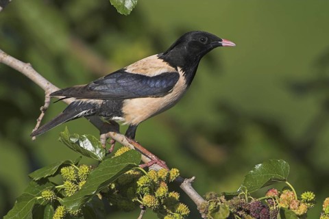 Rosy Starling (Pastor roseus), Greece