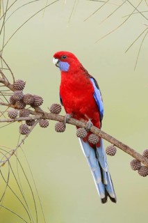 Crimson Rosella (Platycercus elegans melanopterus), Kangaroo Island, South Australia, Australia