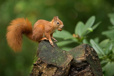 Eurasian Red Squirrel (Sciurus vulgaris) nibbling on hazelnut, Netherlands
