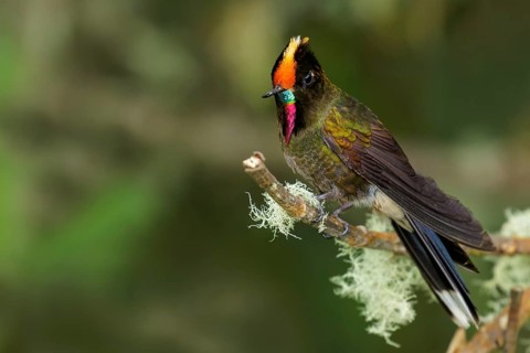 Rainbow-bearded Thornbill (Chalcostigma herrani) perched on a branch in the Andes Mountains of