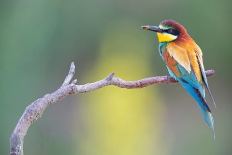 Bee-eater, (Merops apiaster), Animals, Birds, Raptor family, Perching station, Muselievo,
