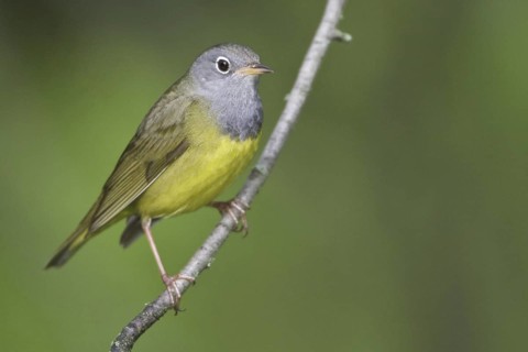 Connecticut Warbler (Oporornis agilis), Manitoba, Canada