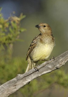 Spotted Bowerbird (Chlamydera maculata), Queensland, Australia