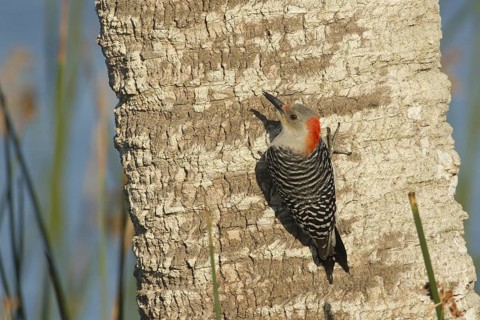 Red-bellied Woodpecker (Melanerpes carolinus) female climbing up tree, Florida, USA