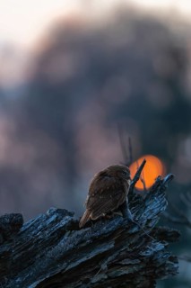 One East Brazilian pygmy owl (Glaucidium minutissimum), also known as least pygmy-owl or Sick's