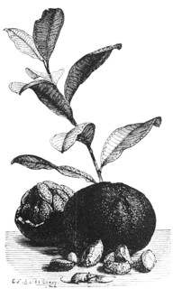 Brazil nut plant (Bertholletia excelsa) and fruit, branch with leaves, tropical fruit, named after