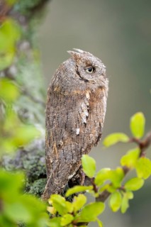 Eastern screech owl (Megascops asio) or Eastern screech-owl, captive, sitting on a branch,