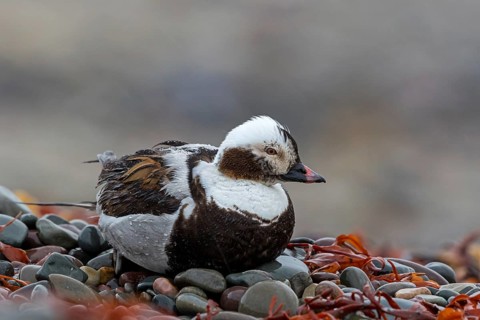 Ferruginous Duck, (Clangula hyemalis), animals, birds, ducks, duck birds, Varanger, Finnmark,