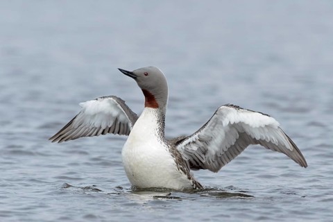Red-throated Loon (Gavia stellata) flapping, Vesturland, Iceland