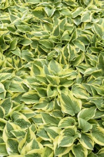 Funkia (Hosta 'Wide Brim'), Rhodo 2014, Bad Zwischenahn, Lower Saxony, Germany