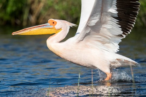 Great White Pelican (Pelecanus onocrotalus), Romania