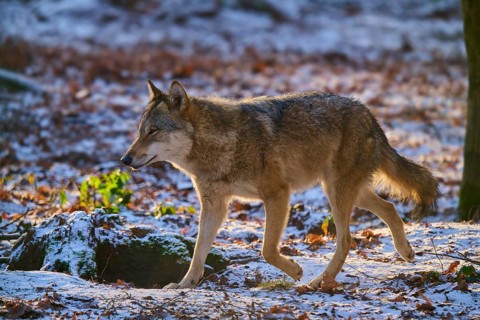 A wolf runs through the snowy forest, in the fading daylight, Winter, Wolf (Canis lupus), Germany