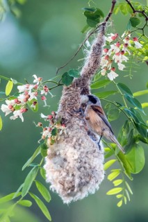 Eurasian penduline tit (Remiz pendulinus)