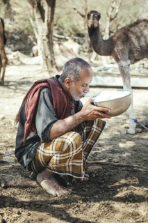 Ali drinking milk after milking one of his camels (camelus dromedarius), camel farm of Sheikh Ahmed