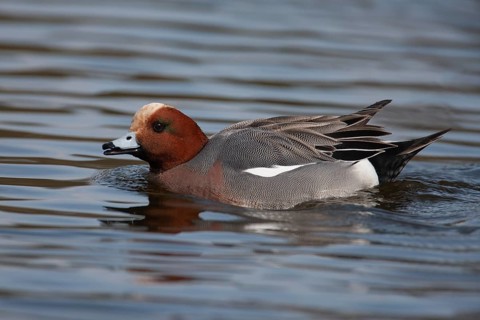 Eurasian wigeon duck (Mareca penelope) adult male bird on a lake, Norfolk, England, United Kingdom