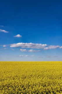 Rape field in bloom against a blue sky with clouds. Landscape near Dornstadt Baden-Württemberg,