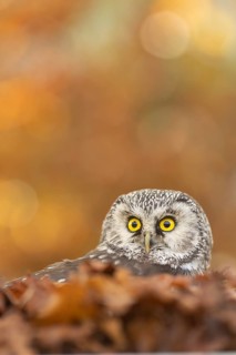Boreal Owl (Aegolius funereus) captive, Germany