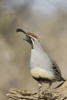 Gambel's Quail (Callipepla gambelii) male, Arizona, USA