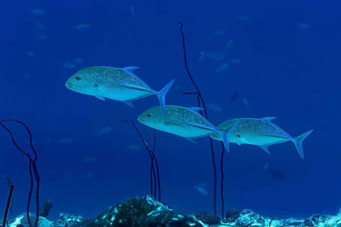 A group of bluefin trevally gracefully swimming amidst the vibrant marine life in the deep blue