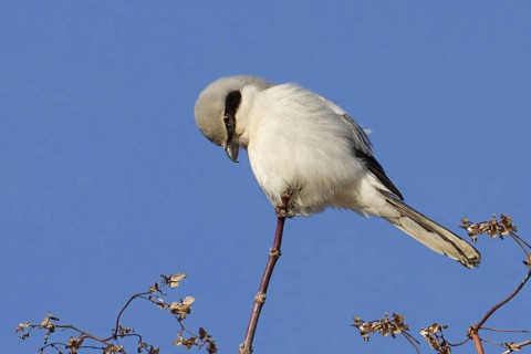 Great Grey Shrike (Lanius excubitor), Saxony-Anhalt, Germany