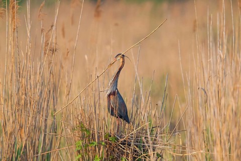 Purpurreiher, Purple Heron, Ardea purpurea, Héron pourpré, Garza Imperial