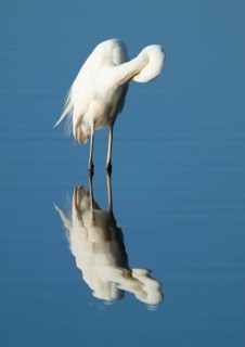 Great Egret (Ardea alba) during plumage care standing in the shallow water zone of a lake, blue